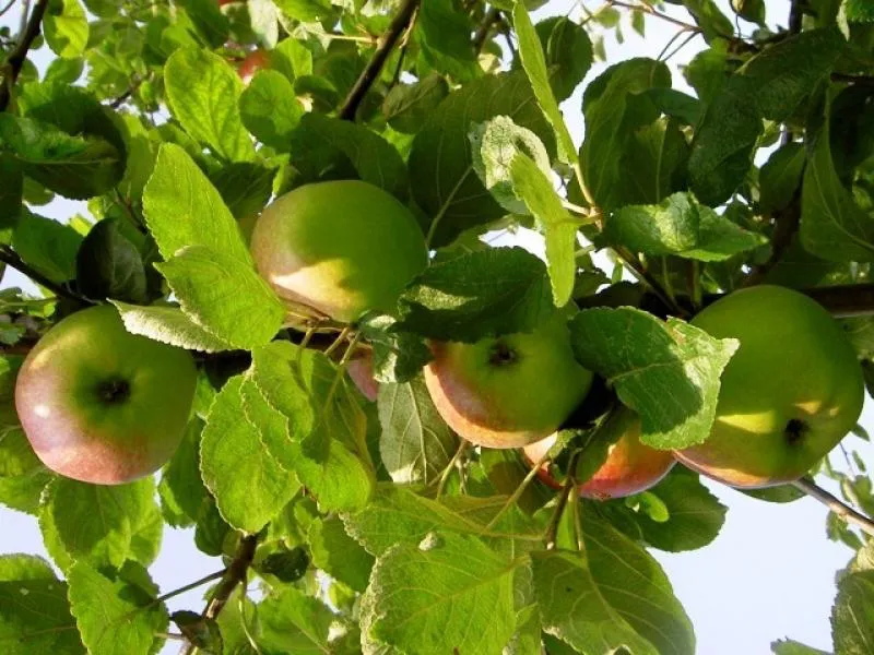 Fruitbomen natuurpad Schapendrift