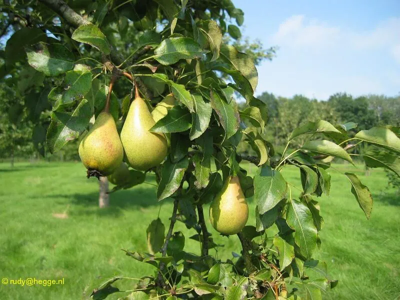 Fruitbomen natuurpad Schapendrift